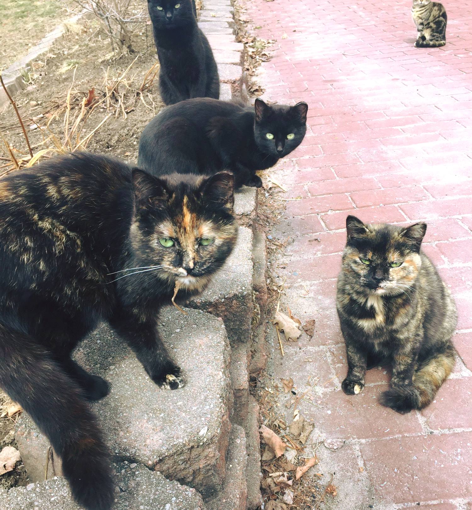 Operation Catnip helps feral cats and you can too